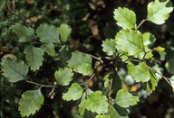 Nothofagus fusca