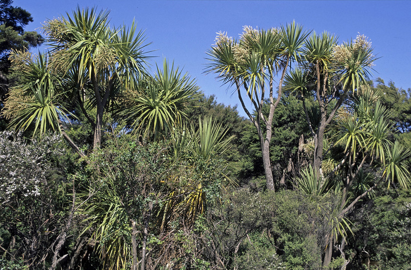 Cordyline australis