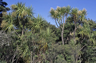 Cordyline australis