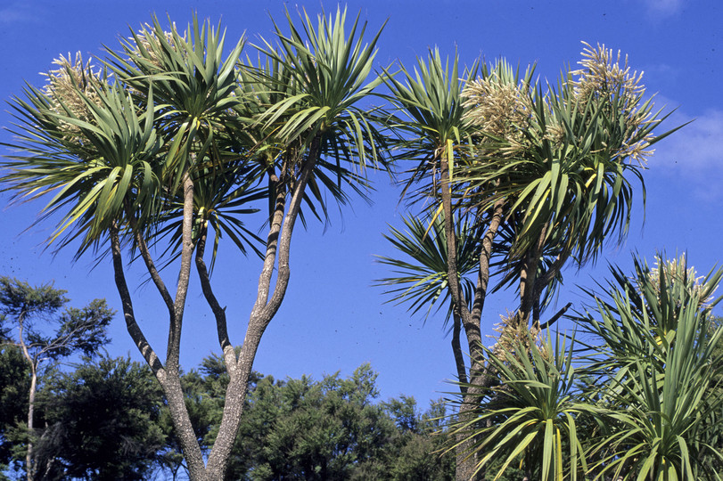 Cordyline australis