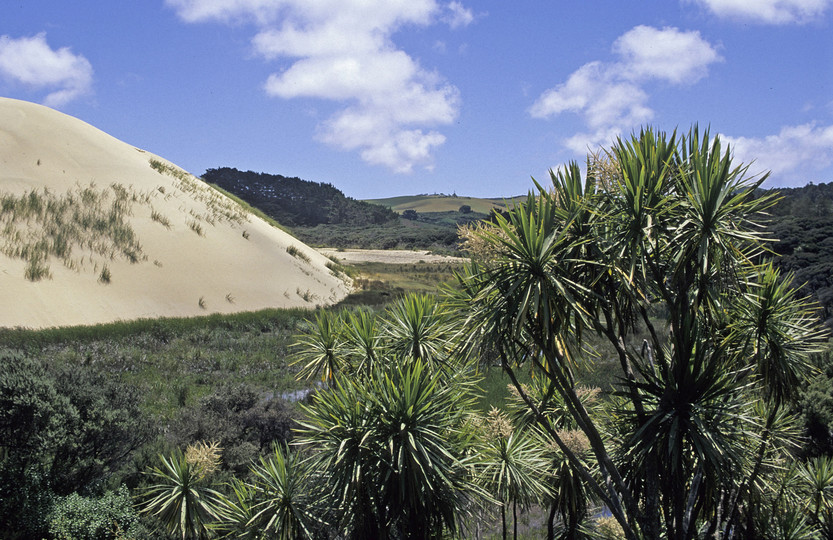 Cordyline australis