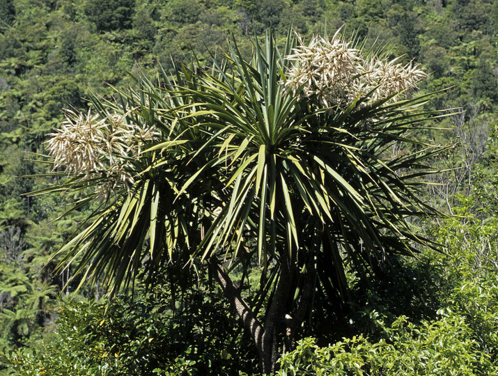 Cordyline australis