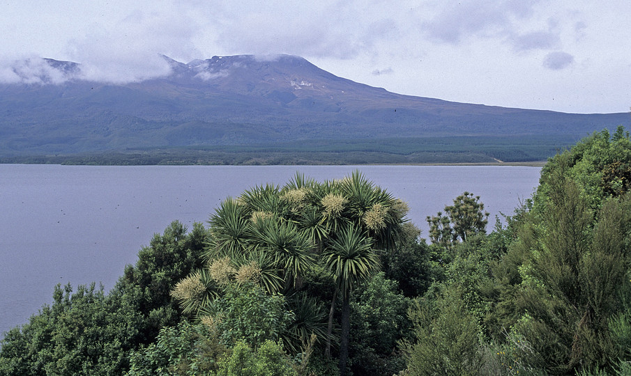 Cordyline australis