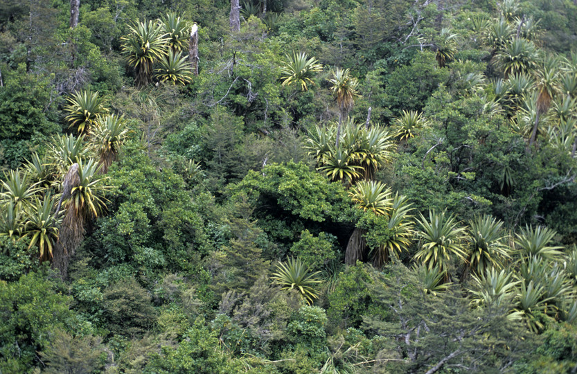 Cordyline indivisa