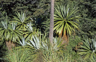 Cordyline indivisa