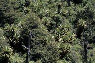 Cordyline indivisa