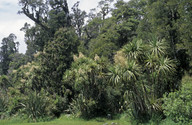 Cordyline australis