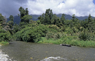 Cordyline australis