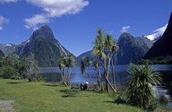 Cordyline australis