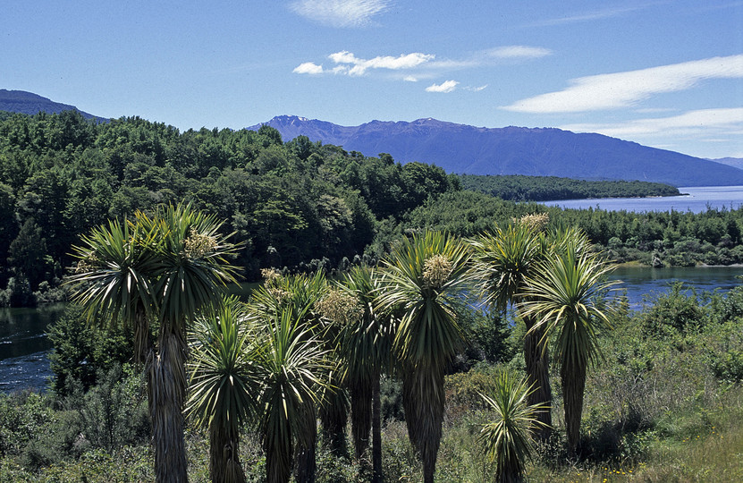 Cordyline australis