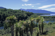 Cordyline australis