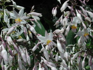 Arthropodium cirrhatum