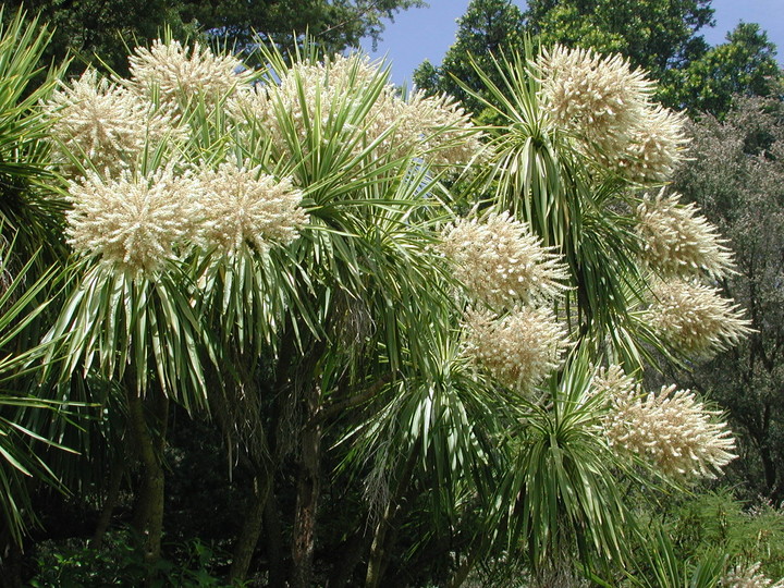 Cordyline australis