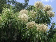 Cordyline australis