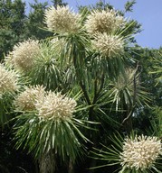 Cordyline australis