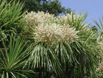 Cordyline australis