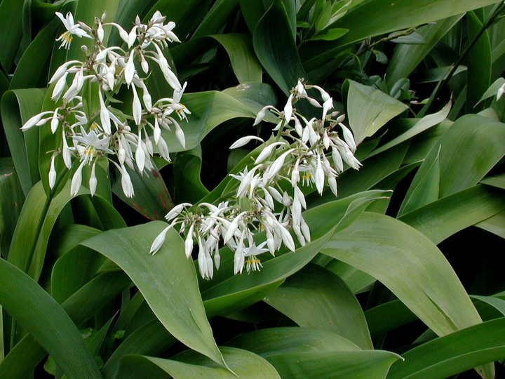 Arthropodium cirrhatum