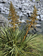 Aciphylla scott-thomsonii