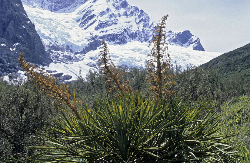 Aciphylla scott-thomsonii