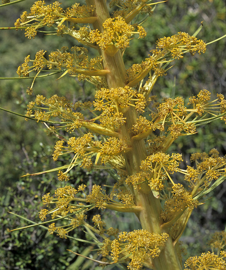 Aciphylla scott-thomsonii