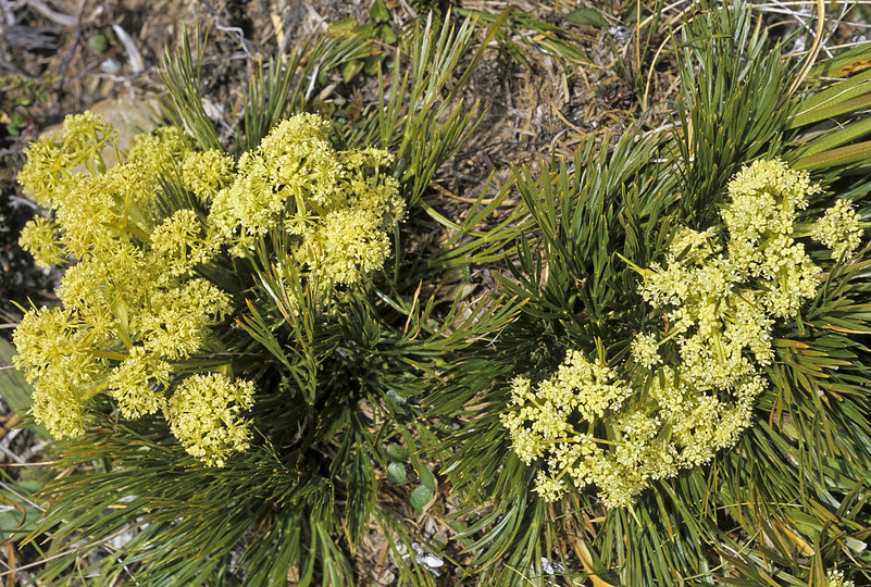 Aciphylla montana?