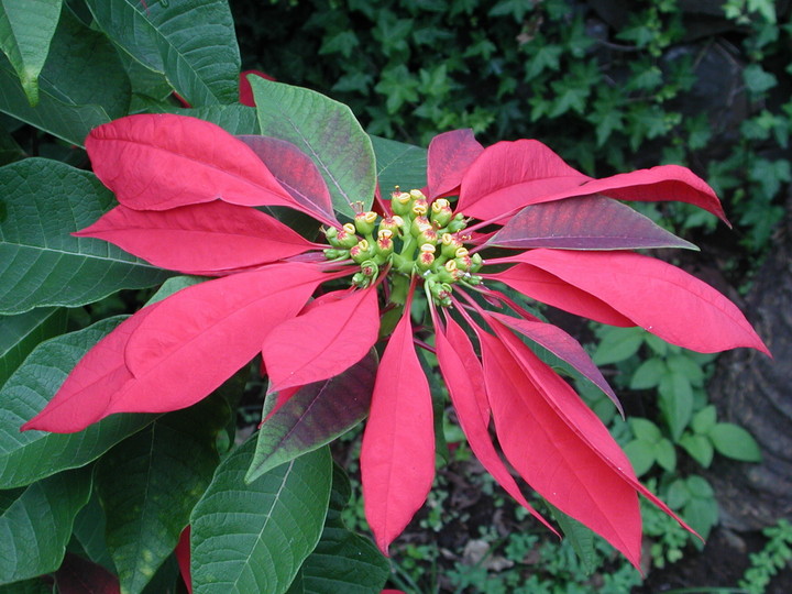 Euphorbia pulcherrima