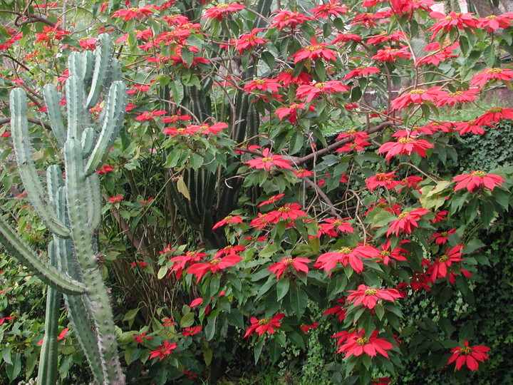 Euphorbia pulcherrima