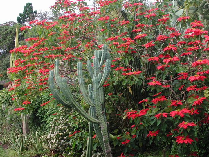 Euphorbia pulcherrima