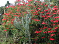 Euphorbia pulcherrima