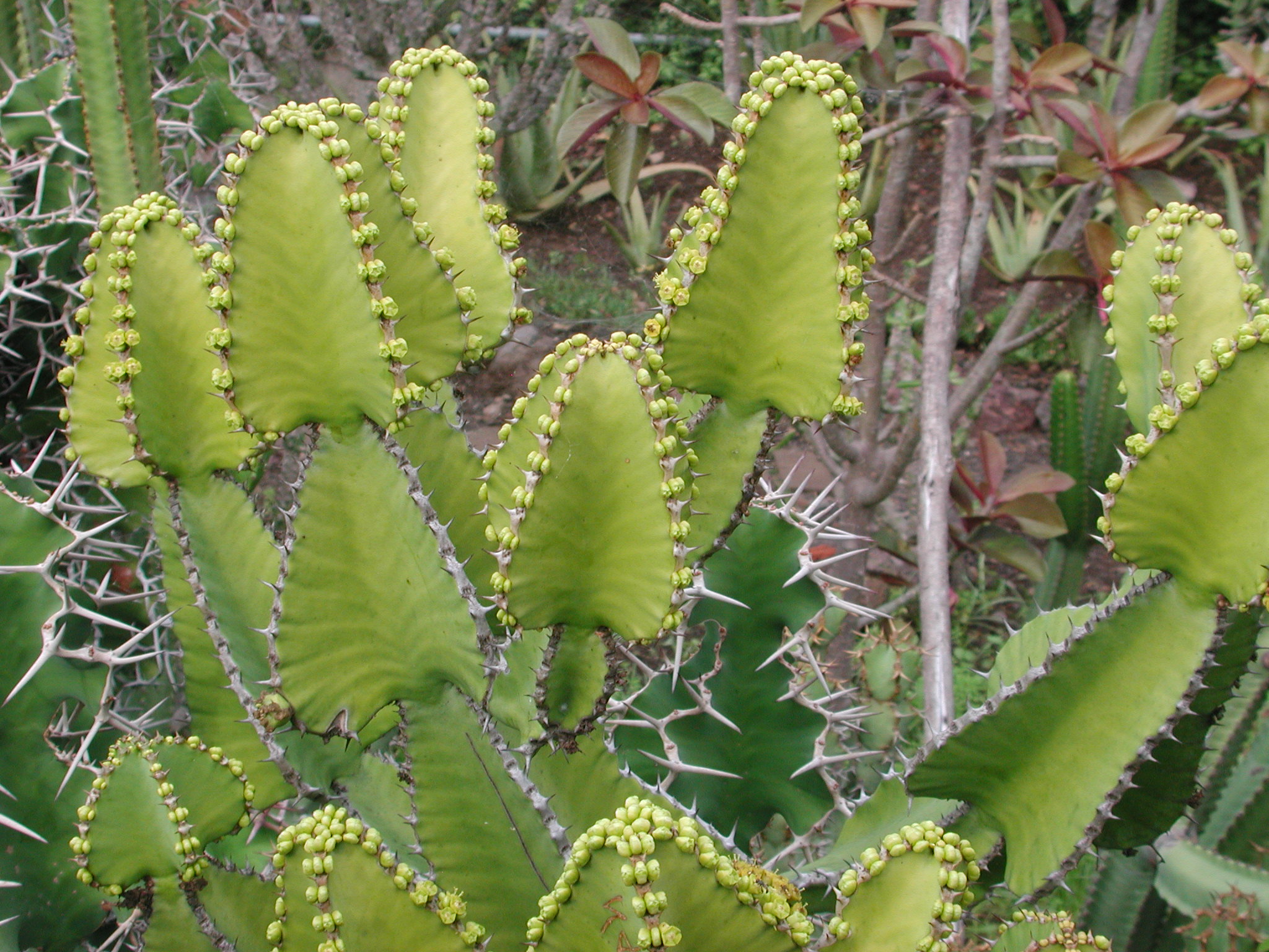 Euphorbia cactus
