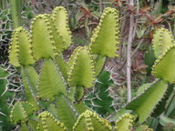 Euphorbia cactus