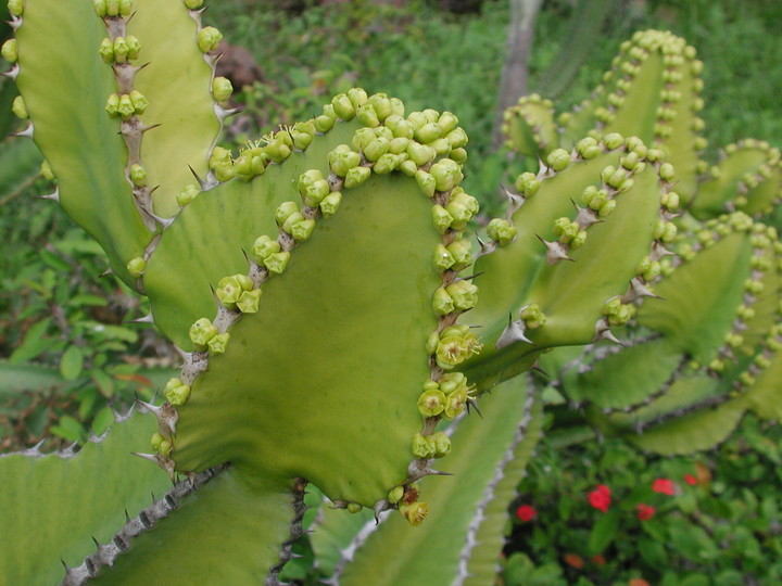 Euphorbia cactus