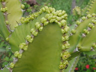 Euphorbia cactus