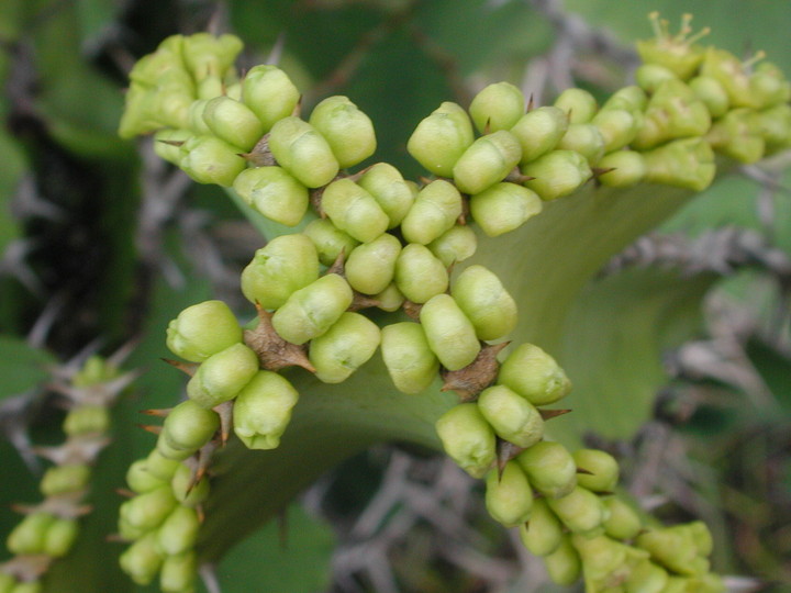 Euphorbia cactus