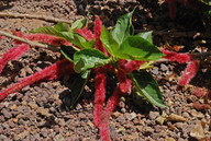 Acalypha hispida