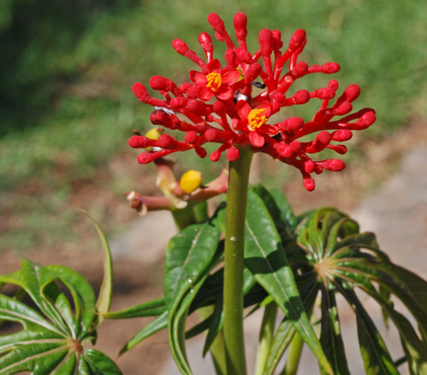 Jatropha podragica