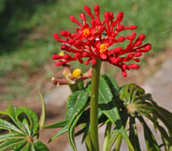 Jatropha podragica