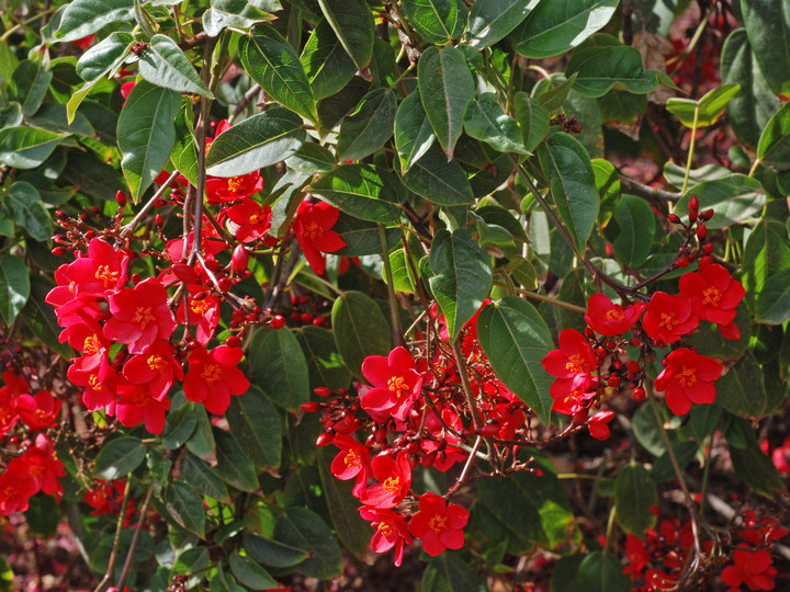 Jatropha integerrima