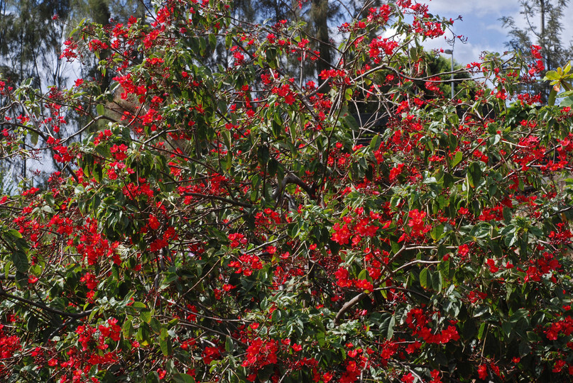 Jatropha integerrima