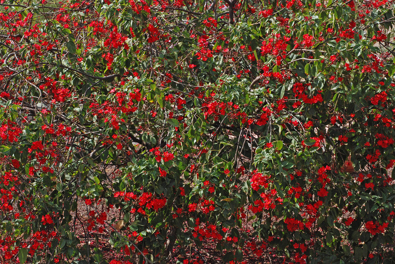 Jatropha integerrima