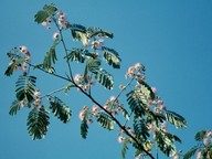 Albizia julibrissin