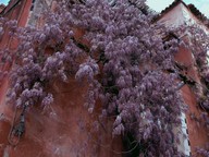 Wisteria sinensis