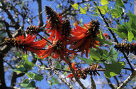 Erythrina sp.