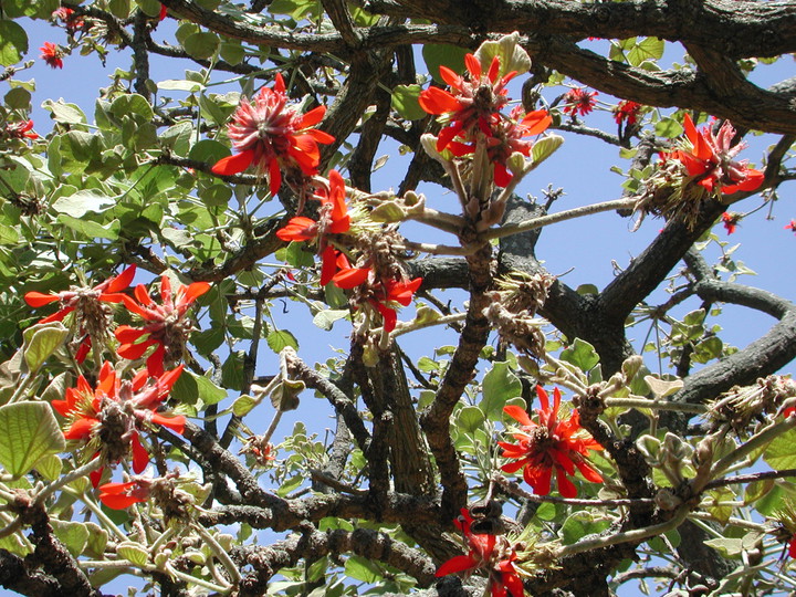 Erythrina latissima