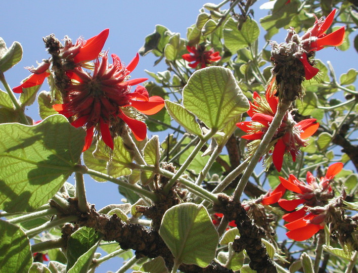 Erythrina latissima