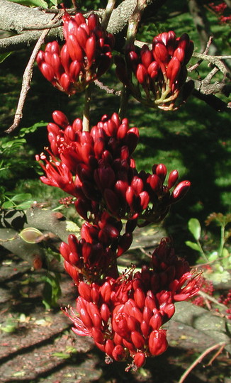 Schotia brachypetala