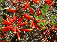 Erythrina acanthocarpa