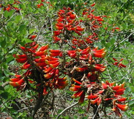 Erythrina acanthocarpa