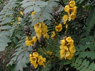 Cassia didymobotrya