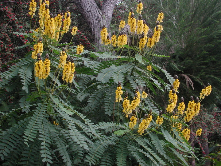 Cassia didymobotrya